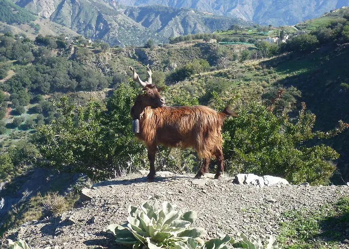 Rocca Del Vento 住宿加早餐酒店 San Pantaleone